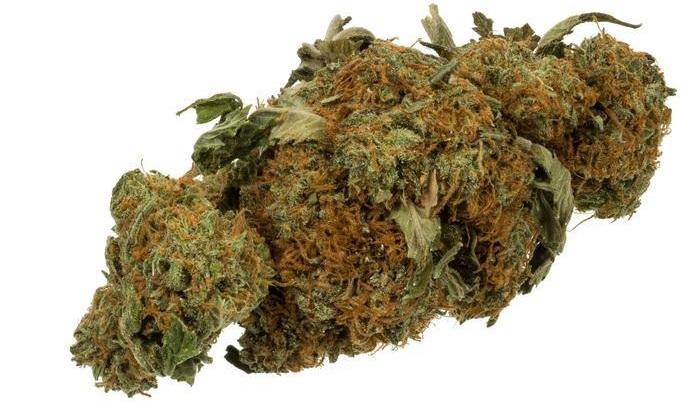 marijuana plant